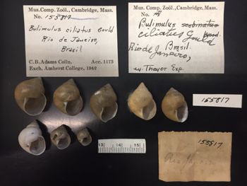Media type: image; Malacology 155817 Description: Bulimulus cilliatus shells and labels;
